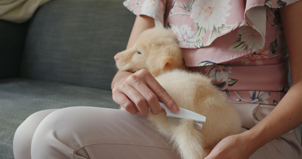 A woman sitting on a sofa while combing her pet